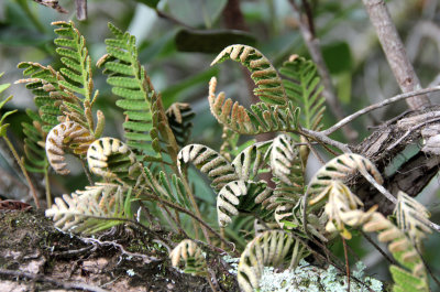 Resurrection fern