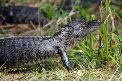 Young alligator