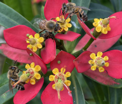 Three bees on a Jamaican poinsettia