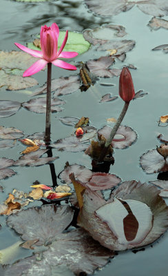 Water lily