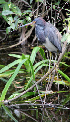 Tricolored heron