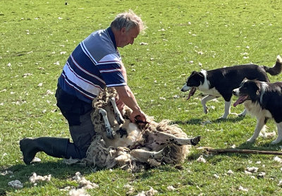 sheep shearing