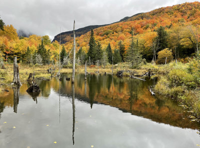 Beaver Pond