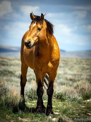 Wild Mustangs - Southwest Wyoming