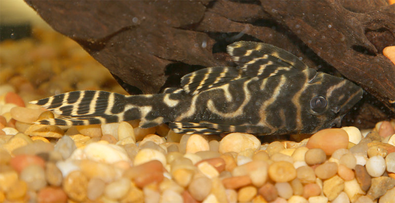 Golden_Zebra_001.jpg