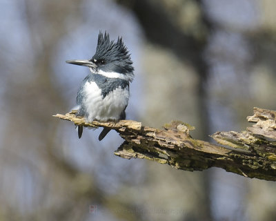 BELTED KINGFISHER ♂