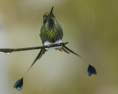 BOOTED RACKET-TAIL