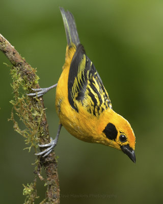 GOLDEN TANAGER