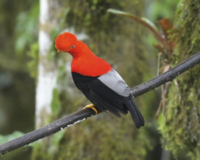 ANDEAN COCK-OF-THE-ROCK