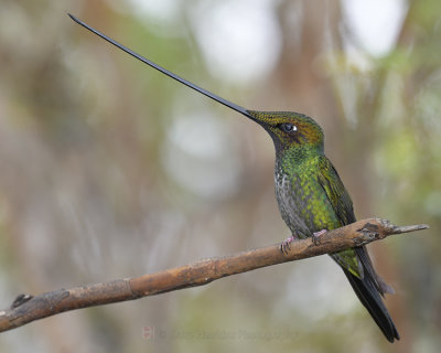 SWORD-BILLED HUMMINGBIRD