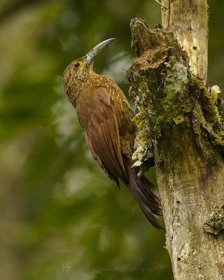 STRONG-BILLED WOODCREEPER