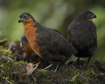 DARK-BACKED WOOD-QUAIL