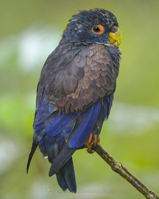 BRONZED-WINGED PARROT