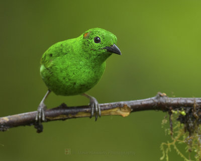 GLISTENING-GREEN TANAGER