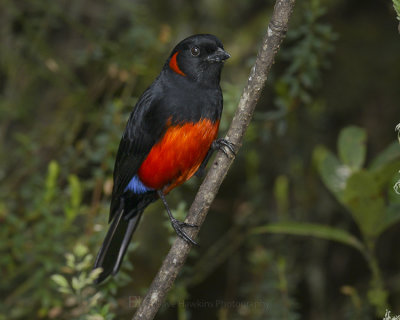 SCARLET-BELLIED MOUNTAIN-TANAGER
