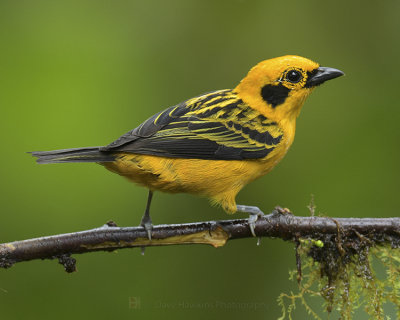 GOLDEN TANAGER