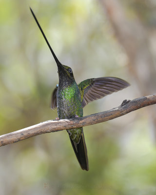 SWORD-BILLED HUMMINGBIRD