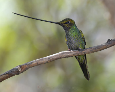 SWORD-BILLED HUMMINGBIRD