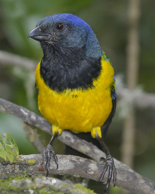 BLACK-CHESTED MOUNTAIN TANAGER