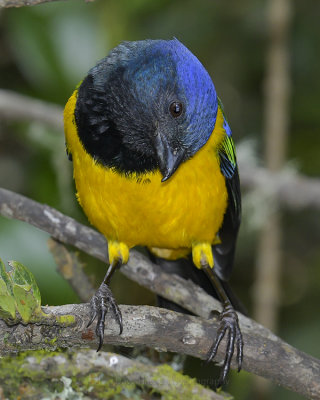 BLACK-CHESTED MOUNTAIN TANAGER
