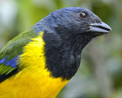 BLACK-CHESTED MOUNTAIN TANAGER