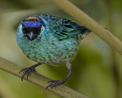 GOLDEN-NAPED TANAGER