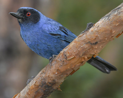 MASKED FLOWERPIERCER
