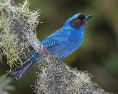 MASKED FLOWERPIERCER