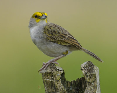 YELLOW-BROWED SPARROW