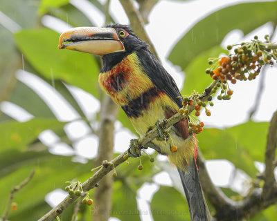 PALE-MANDIBLED ARACARI