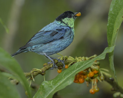 BLACK-CAPPED TANAGER