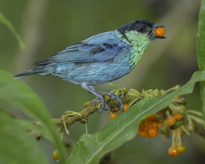 BLACK-CAPPED TANAGER