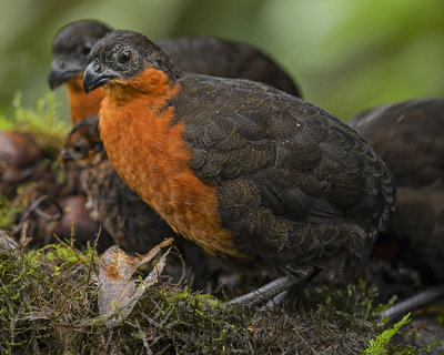 DARK-BACKED WOOD-QUAIL (with chick)