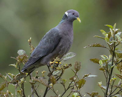 BAND-TAILED PIGEON