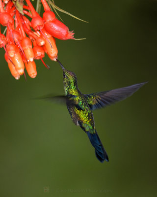 FORK-TAILED WOODNYMPH