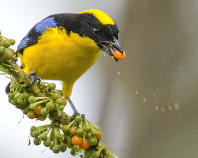 BLUE-WINGED MOUNTAIN-TANAGER