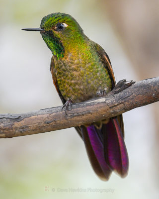 TYRIAN METALTAIL
