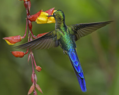 VIOLET-TAILED SYLPH