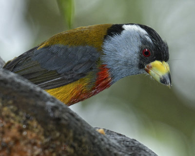 TOUCAN BARBET
