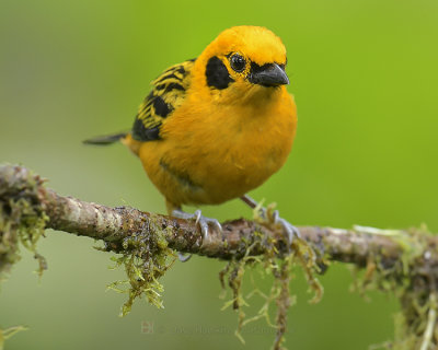GOLDEN TANAGER
