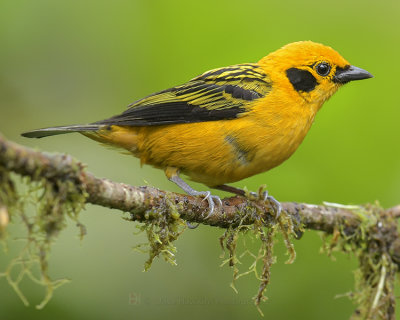 GOLDEN TANAGER
