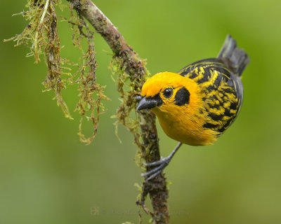GOLDEN TANAGER
