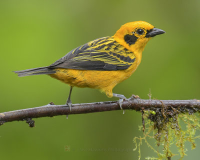 GOLDEN TANAGER
