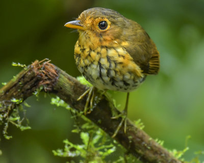 OCRE-BREASTED ANTPITTA