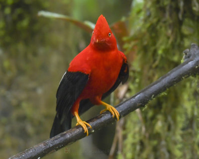 ANDEAN COCK-OF-THE-ROCK