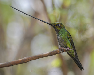 SWORD-BILLED HUMMINGBIRD