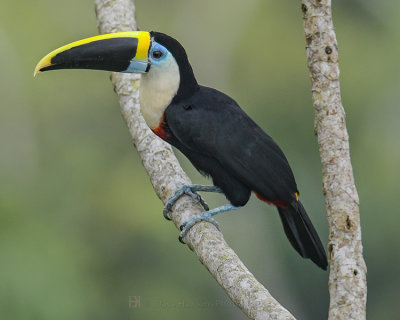 WHITE-THROATED TOUCAN