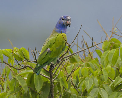 BLUE-HEADED PARROT