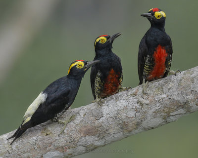 YELLOW-TUFTED WOODPECKER