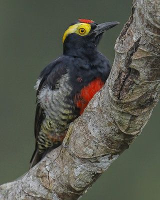 YELLOW-TUFTED WOODPECKER